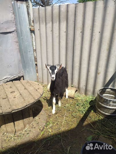 Альпийский козёл