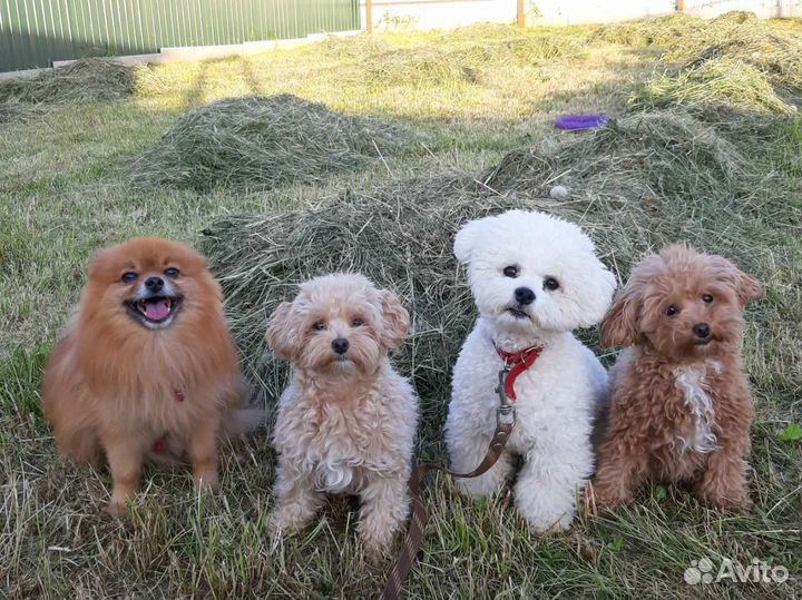 Загородная передержка собак у кинолога