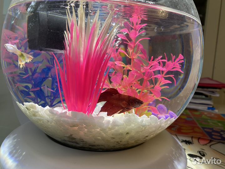 Аквариум с рыбками