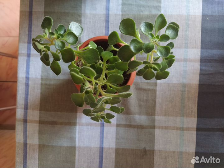 Аихризон - дерево любви