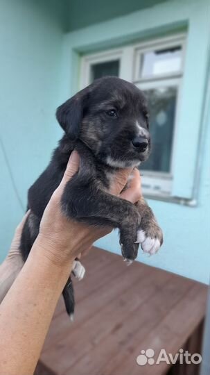 Щенок в добрые руки бесплатно