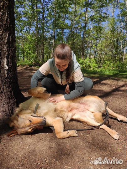 Собака в добрые руки