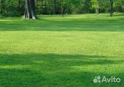 Укладка Рулонного газона