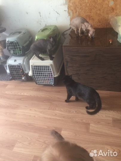 Кошки и коты