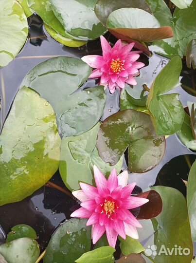 Нимфея для пруда