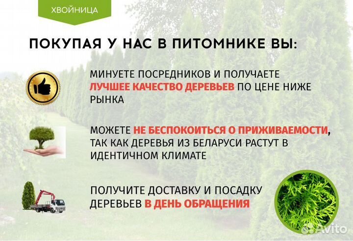 Туя Брабант 1,5 м