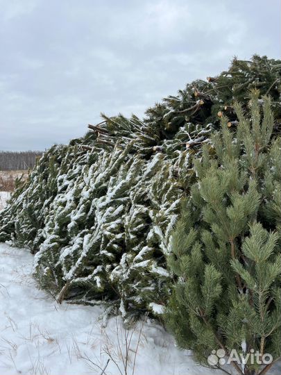 Сосна новогодняя живая оптом
