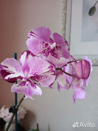 Орхидея фаленопсис