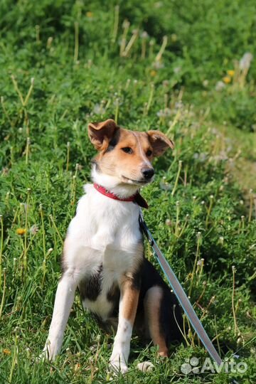 Счастье в дом