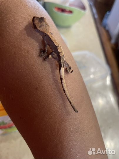 Реснитчатый бананоед