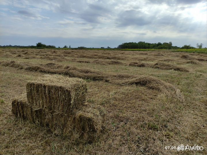 Сено в тюках самовывоз с поля