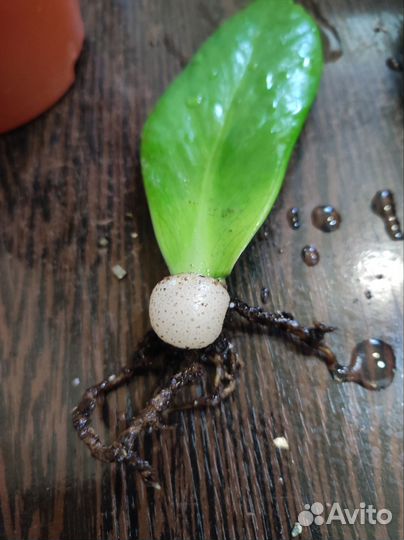 Замиокулькас