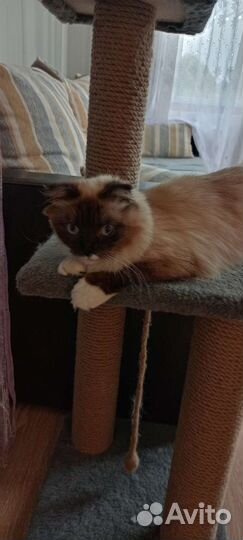 Священная бирма кошка