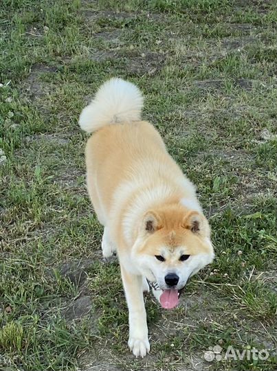 Вязка Акита