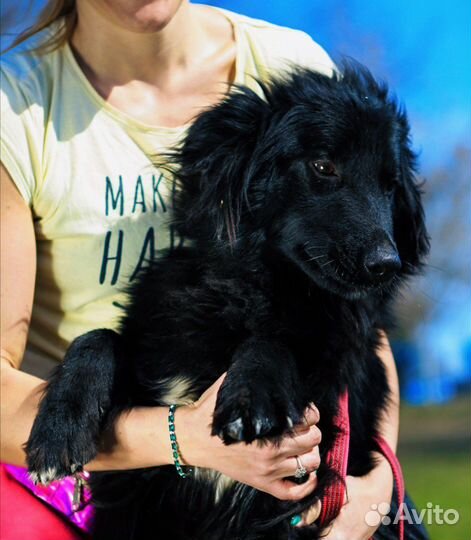 Собака из приюта ищет дом