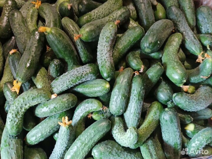 Огурцы свежие сорт severin