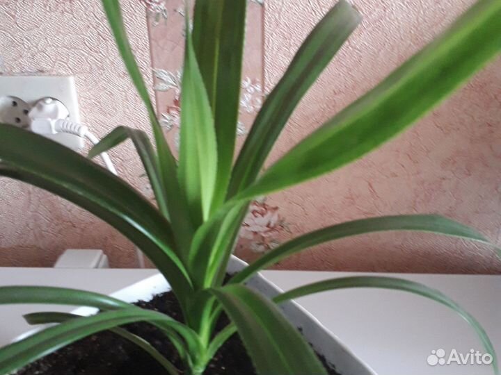 Пальма панданус