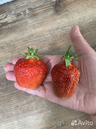 Саженцы клубники