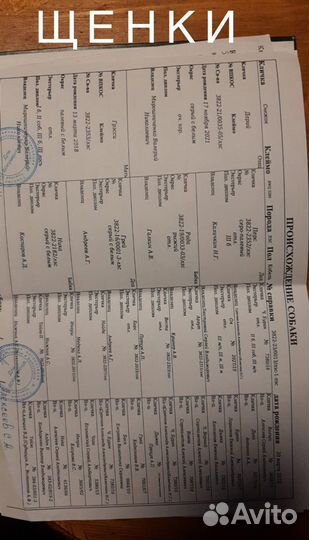 Щенки лайки западно-сибирской