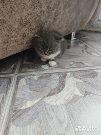 Кошки в добрые руки бесплатно