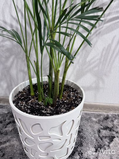 Пальма арека дипсис