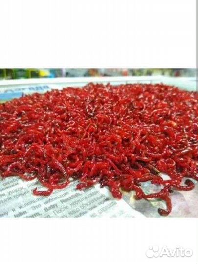 Живой мотыль для рыбок и рыбалки