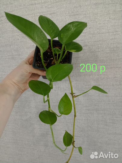 Сциндапсус эпипремнум