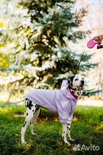 Одежда для собак толстовка