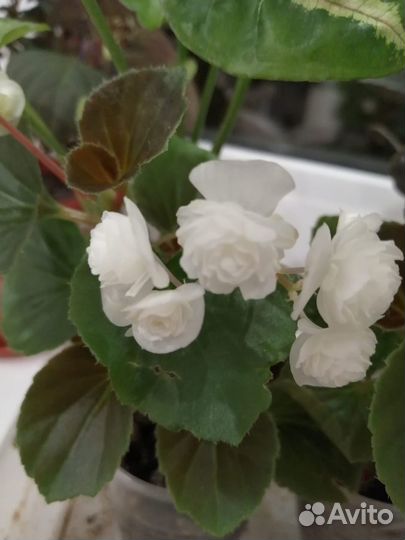 Бегония вечноцветущая