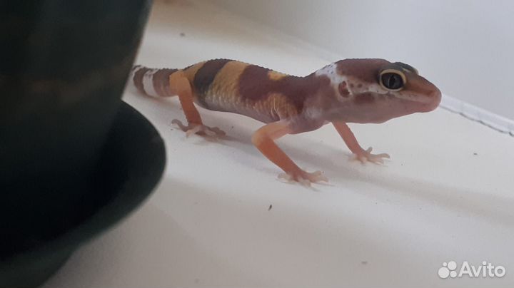 Эублефар 2024