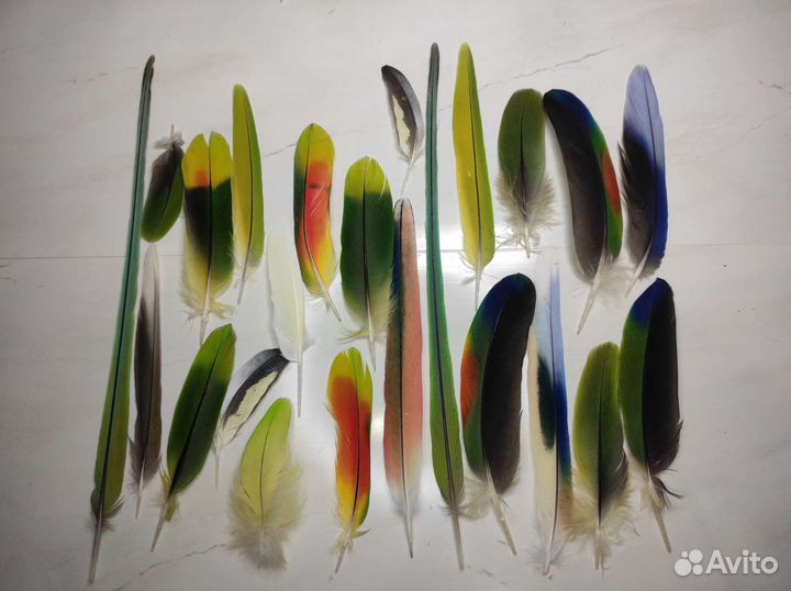 Перья попугаев