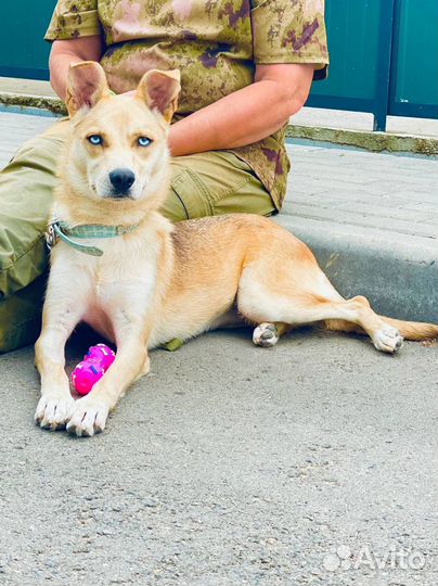 Собака Хеппи с небесно голобыми глазами