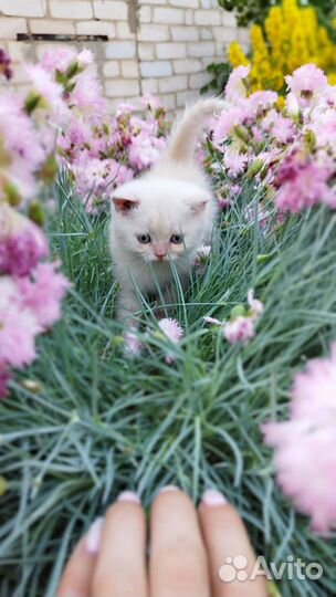 Британская кошка и кот