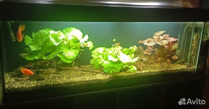Аквариум с тумбой 450 литров