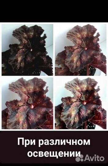 Бегония сортовая декоративная листы и взрослые