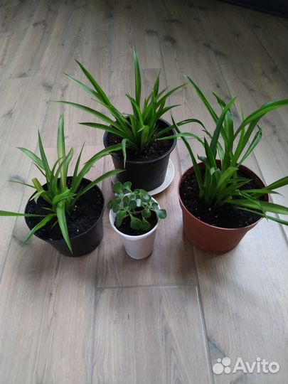 Хлорофитум