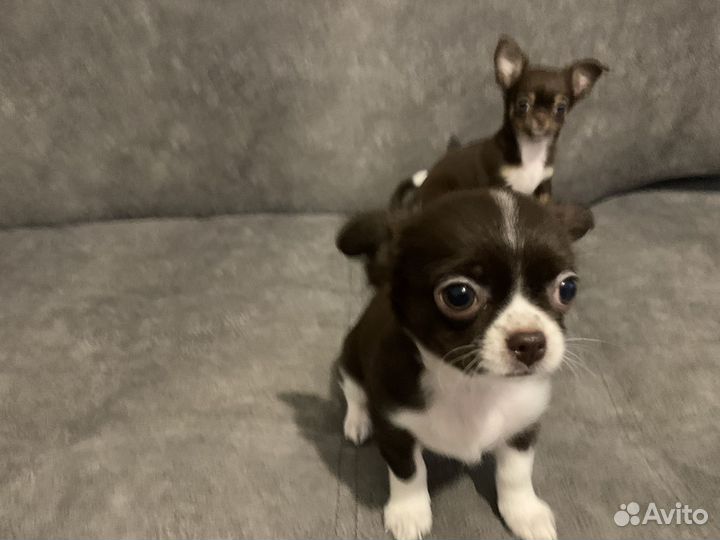 Щенки чихуахуа