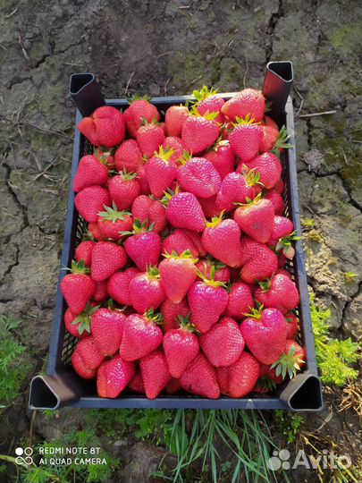 Рассада клубники Антей, Априка, Клери, Джоли