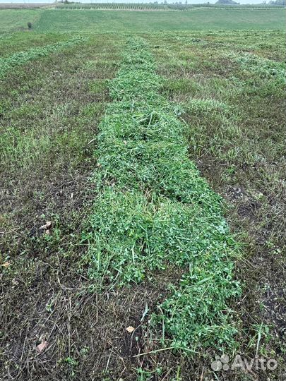 Сено люцерны в тюках