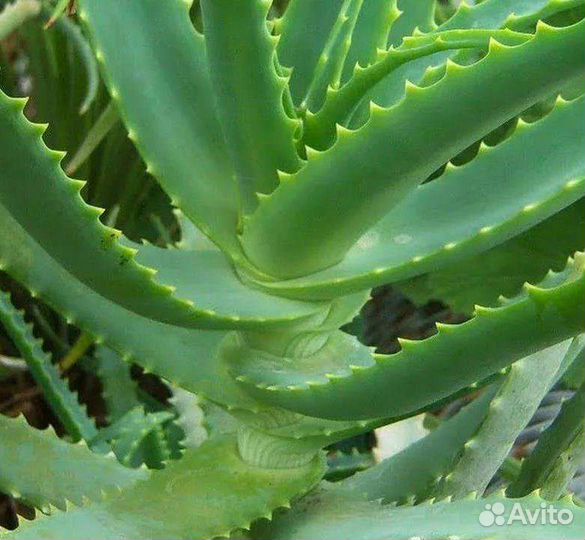 Алоэ столетник лечебный 4 года