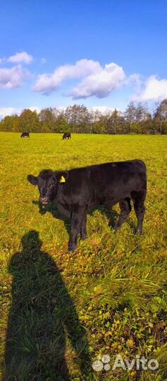Быки абердин ангус