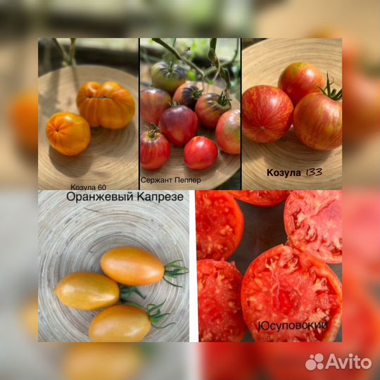Рассада отборных томатов