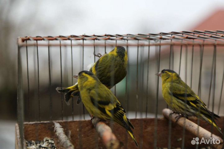 Продаю певчих лесных птиц
