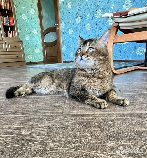 Чаузи ф5 взрослый кот