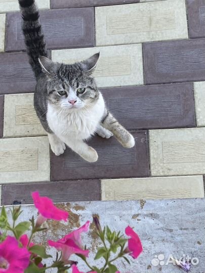 Кот ищет хозяев