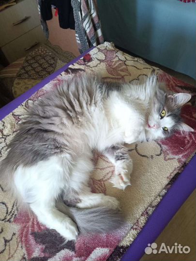 Кошка в дар