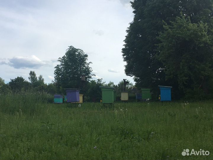 Пчелиные семьи