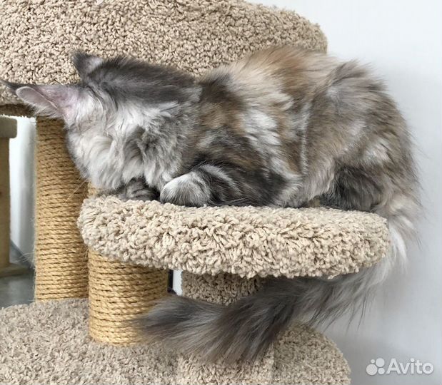 Котенок мейн-кун девочка