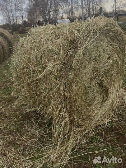 Сено (скошенный овес)