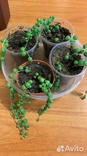 Крестовник Роули, Крестовник Герейна